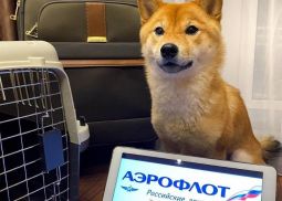«Аэрофлот» удваивает мили за перевозку животных